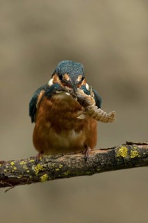 Ijsvogel met rivier kreeft, Kingfisher with crayfish