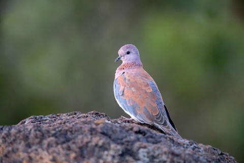 Laughing Dove (Spilopelia senegalensis), Wollo, Ethiopia