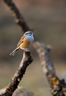 A rock bunting (Emberiza cia) is beautifully captured perched on a lichen-covered branch, bathed in