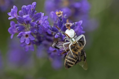 Goldenrod crab spider (Misumena vatia) eats a honey bee, Animals, Insects, Spiders,