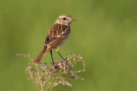 European Stonechat (Saxicola rubicola) female, Lake Neusiedl, Austria