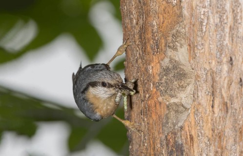 Eurasian Nuthatch (Sitta europaea) with food at nest cavity, Aosta Valley, Italy
