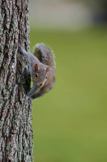 American grey squirrel (Sciurus carolinensis), climbing on a tree trunk in a natural environment,