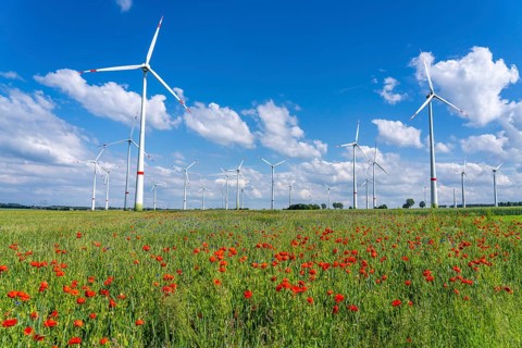Wind farm, field with flower strips, insect-friendly border of fields with mixed flowers, poppies,