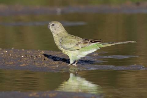 Red-rumped Parrot (Psephotus haematonotus) female, Victoria, Australia