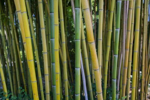 Rough yellow bamboo, Phyllostachys aureosulcata, Lake Constance region, Baden-Württemberg, Germany