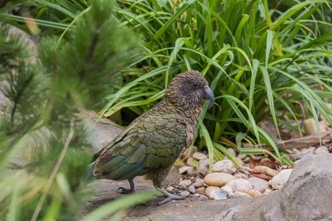 One Kea, Nestor notabilis, standing in green vegetation, feeding on something.New Zealand
