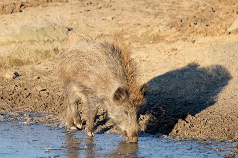 A wild boar (Sus scrofa) drinks water from a small frozen pond with broken ice