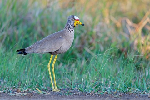 Senegal Lapwing, (Vanellus senegallus), Africa, South Africa, KwaZulu-Natal, Triele family,