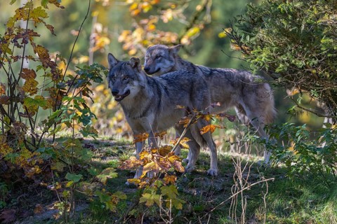 Two eurasian gray wolf (Canis lupus lupus) standing on a small hill between fall foliage. Backlit