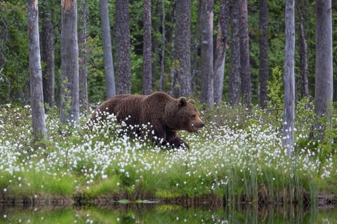 European brown bear (Ursus arctos), Europe, Scandinavia, Finland, Finland