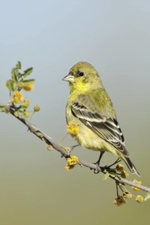 Lesser Goldfinch (Spinus psaltria) female, Arizona, USA