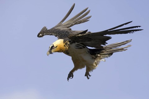Bearded Vulture (Gypaetus barbatus) flying, Aragon, Spain
