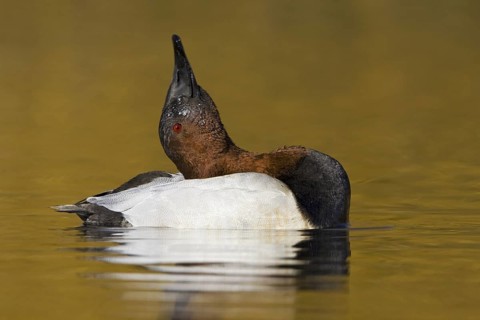 Canvasback (Aythya valisineria) male, Manitoba, Canada