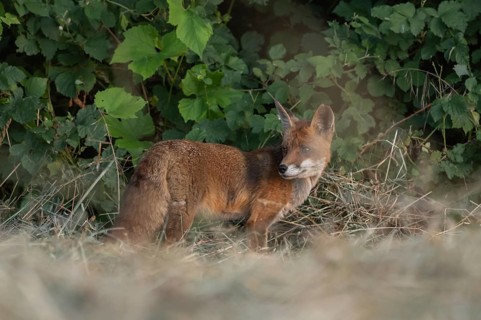 A red fox (Vulpes vulpes) is sitting in a field. It is looking around intently. The vegetation is