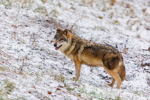One eurasian gray wolf (Canis lupus lupus) stands on a snowy meadow in an open forest