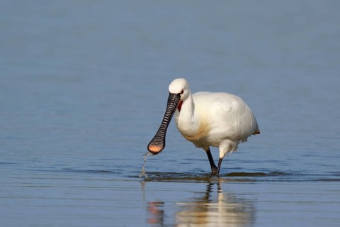 Eurasian Spoonbill (Platalea leucorodia) foraging in shallow water, Netherlands