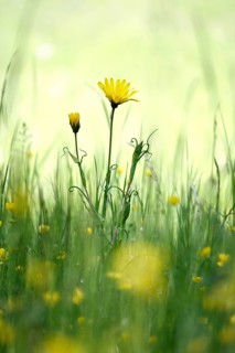 Meadow in spring, May, Germany