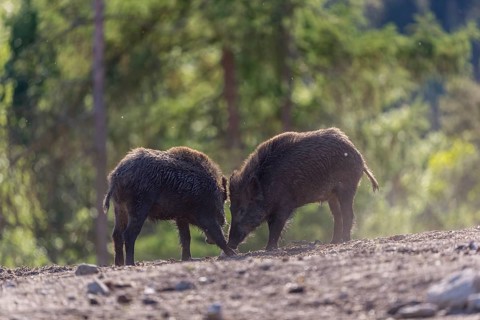 Two wild boar or wild pig (Sus scrofa) fighting on an opening with a green forest in the background