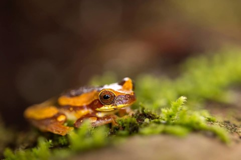 Hourglass tree frog (Dendropsophus ebraccatus), frogs (Rana), Costa Rica