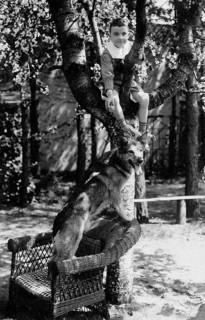 Boy climbing a tree, German shepherd, historic, 1940s