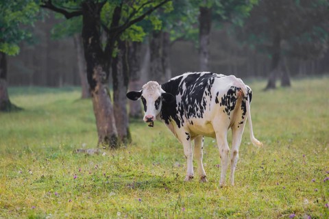 A Holstein Friesian cattle grazing on the alpine pasture with maple trees, Eng valley, Austria