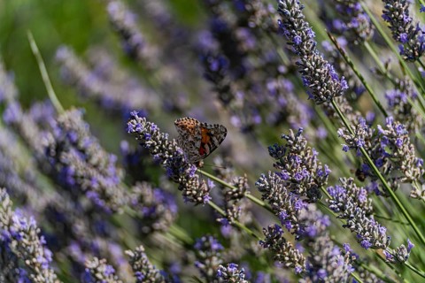 A sunlit meadow filled with blooming lavender, where a vibrant butterfly rests on the delicate