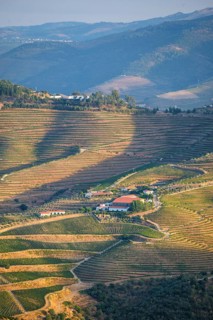 View of vineyards and hills in Douro Valley, Portugal, with Douro valley hills, terraced vineyards,