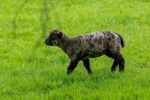 Lamb on pasture, Shottery, Stratford-upon-Avon, Warwickshire, England, Great Britain