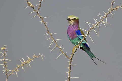 Lilac-breasted Roller (Coracias caudatus), Ethosha, Namibia