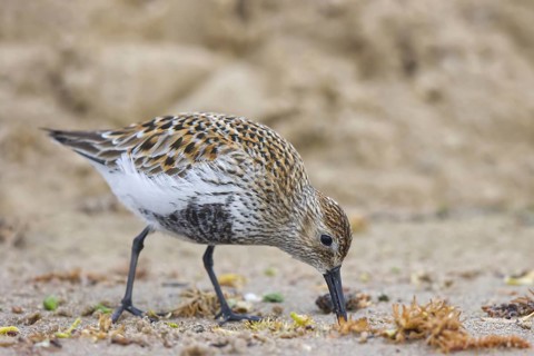 Dunlin (Calidris alpina) foraging, North Rhine-Westphalia, Germany