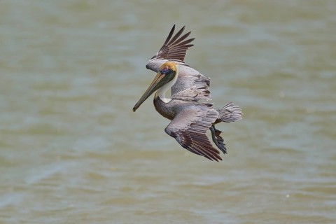 Brown Pelican, (Pelecanus occidentalis), Brown Pelican, approaching to fish in the sea, Flamingo,