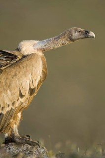 Griffon Vulture (Gyps fulvus), Castile-La Mancha, Spain