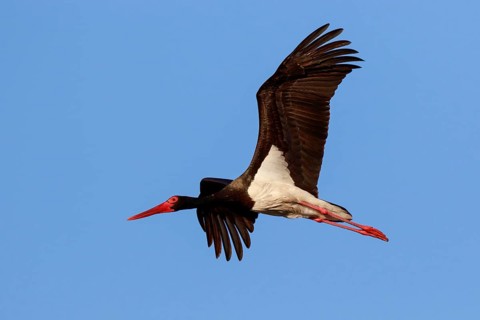 Black Stork (Ciconia nigra) flying, Greece