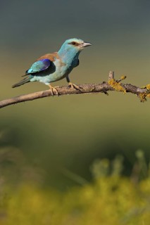 Roller, Almond Crow, (Coracias garrulus), animals, birds, raptors, raptor family, perch, biotope,
