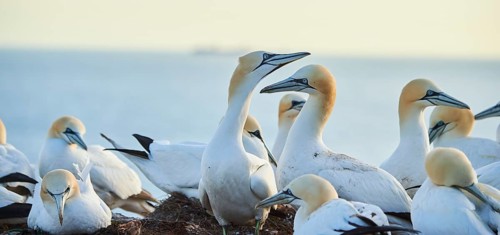 Northern gannet (Morus bassanus) greet each other with their beaks in the colony, at sunset,