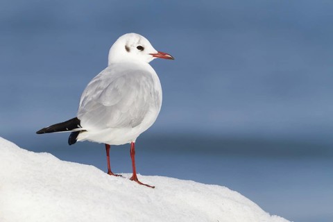 Black-headed Gull (Chroicocephalus ridibundus), Thurgovia, Switzerland
