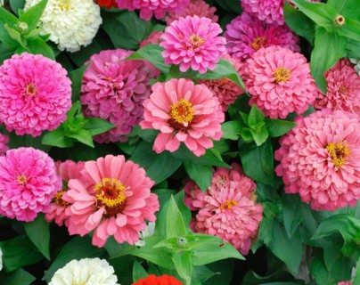 Zinnia elegans 'Dreamland Mix'