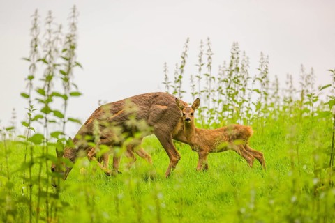 A female roe deer (Capreolus capreolus) with her two fawns, stands in a meadow and grazes