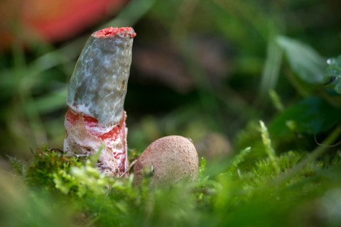 Dog rod, Mutinus elegans, beautiful dog rod, beautiful rod mushroom, elegant dog rod, noble rod