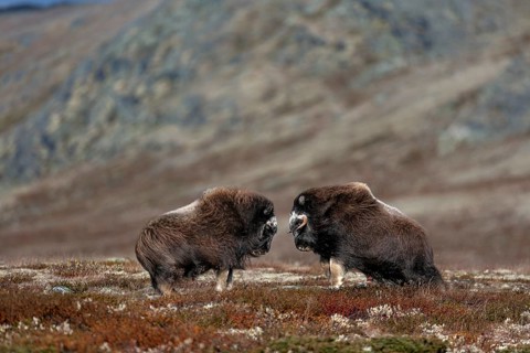 Even the musk ox calves (Ovibos moschatus) test their strength in duels, play, test of strength,