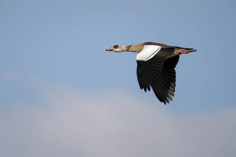 Nilgans (Alopochen aegyptiaca), Egyptian goose, Altvogel im Flug, April, Insel Texel, Nordsee,