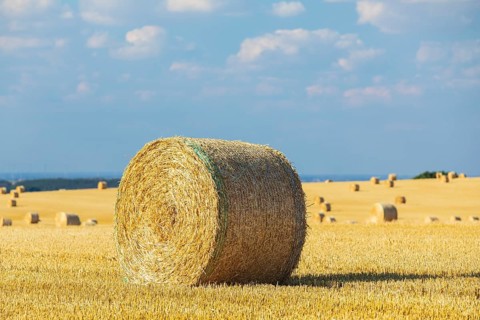 Straw bales on a harvested grain field, stubble field, Nossen, Saxony, Germany