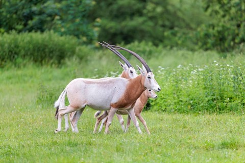Two female Scimitar Oryx (Oryx dammah) and a young run across a green meadow on a cloudy day.