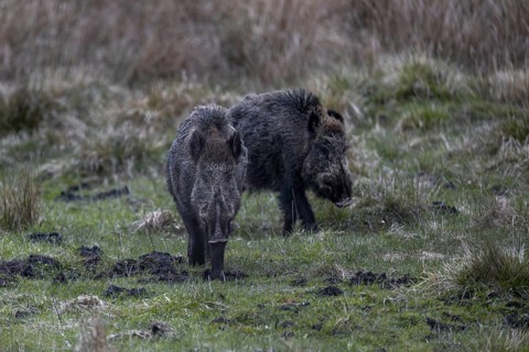 After the wild boar (Sus scrofa) have been fed, they wander into the neighbouring forest, just a
