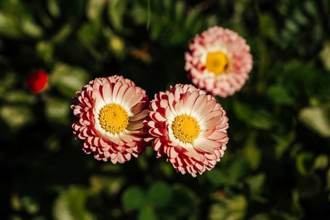Close up of charming pink and white bellis perennis flowers basking in sunlight. These dainty
