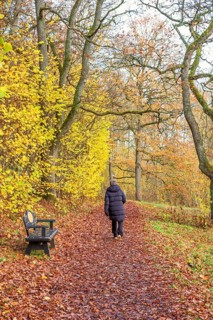 Woman walks along a leaf covered forest path lined with autumn trees. A wooden bench sits beside