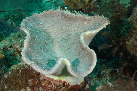 Large soft coral with a wavy shape, mushroom leather coral (Sarcophyton flexuosum), in an