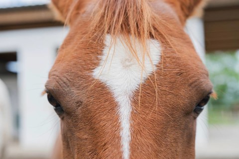 A detailed close-up view of a horse's head, focusing on its unique white forehead marking against