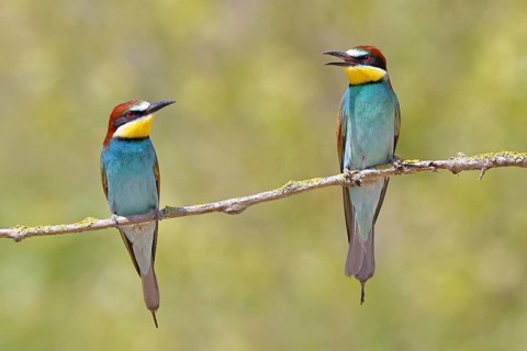 European bee-eater (Merops apiaster) – two birds perched on a branch, a pair, Lake Neusiedl,